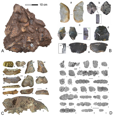 我国学者发现向早期现代人连续演化的更新世中期人类头骨化石